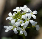 Bulb bittercress